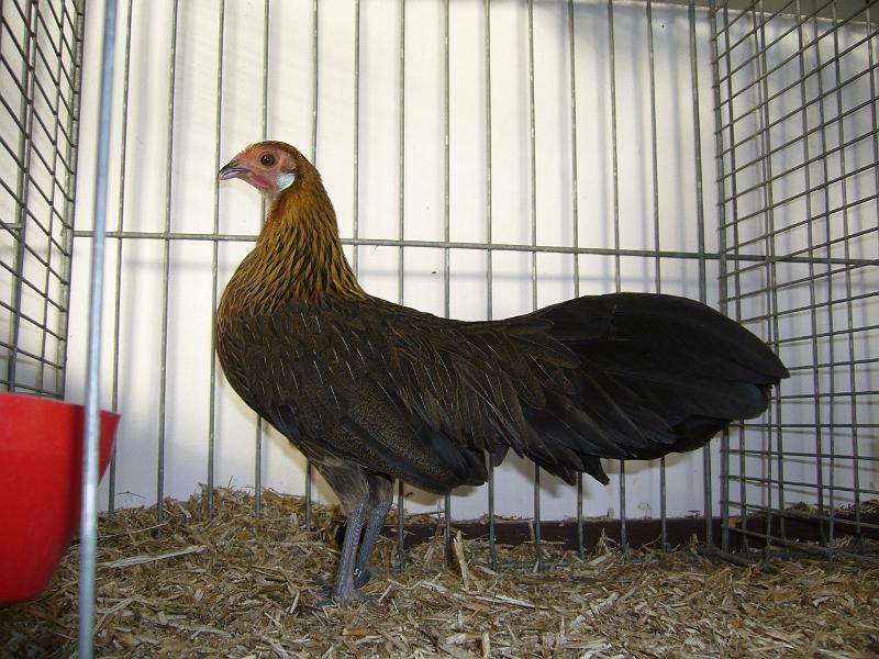 Delbrueck 2008 012.jpg - Zwerg Phönix goldhalsig von Nicole Henkemeier sg 95 SE